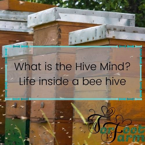 What is the Hive Mind – Life inside a Bee Hive - Torfoot Farm Belted ...