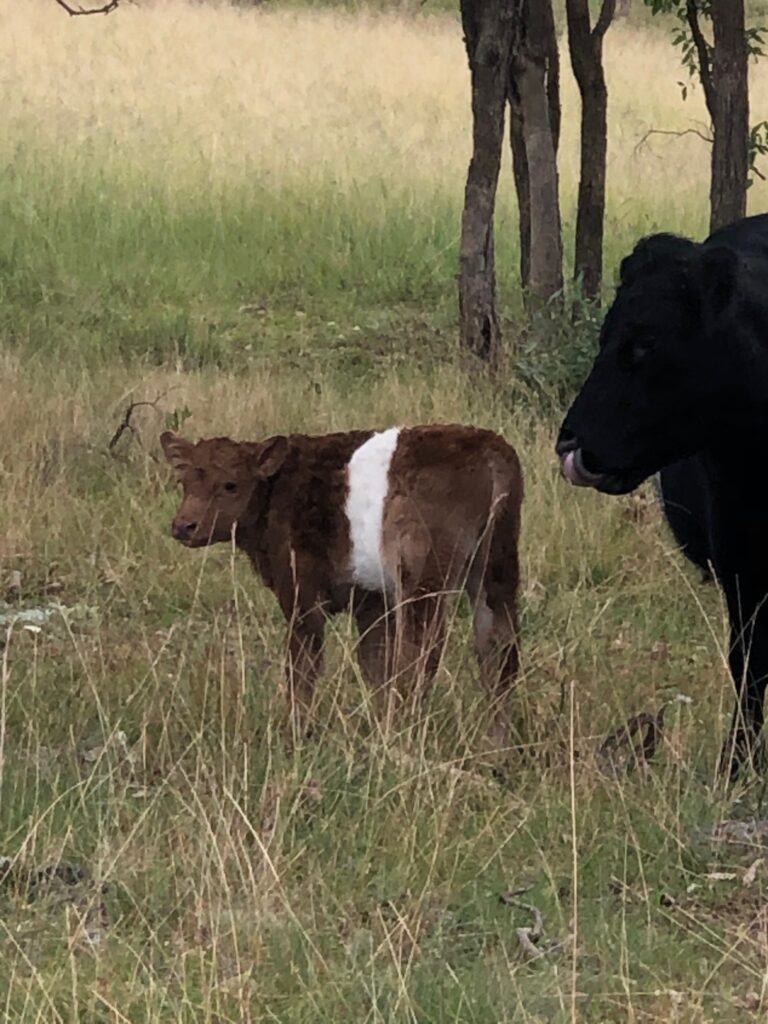 how-to-care-for-new-calves-torfoot-farm-belted-galloways